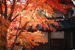 Autumn has come