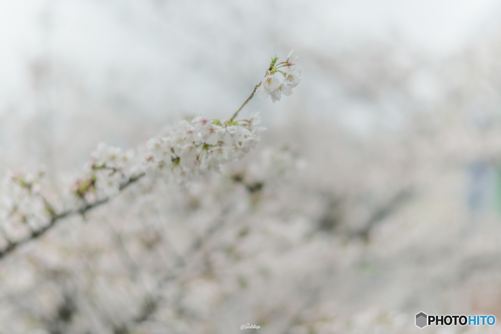 桜雨3