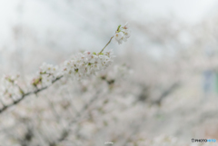 桜雨3