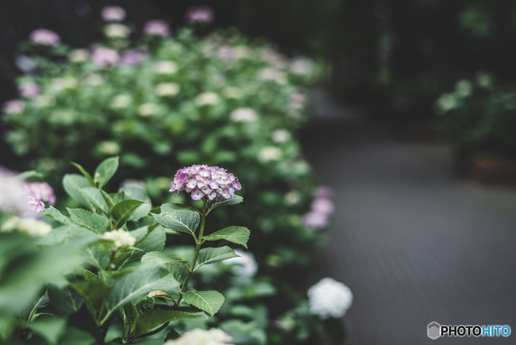 紫陽花小径1