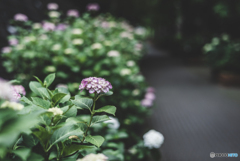 紫陽花小径1