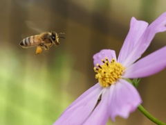 Autumn and the bee