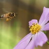 Autumn and the bee
