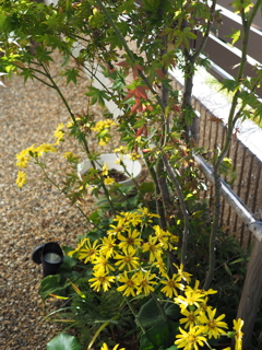 Autumn in the garden