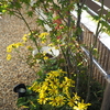 Autumn in the garden