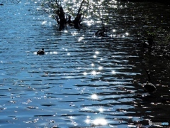 Birds in the autumn pond