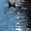Birds in the autumn pond