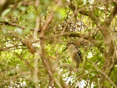 The bird comes every autumn