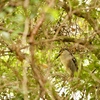 The bird comes every autumn