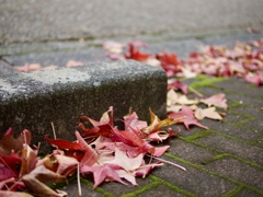 autumn leaves