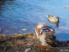 a relaxing bird in the autumn pond