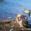a relaxing bird in the autumn pond