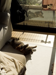 A relaxing cat in the autumn afternoon 