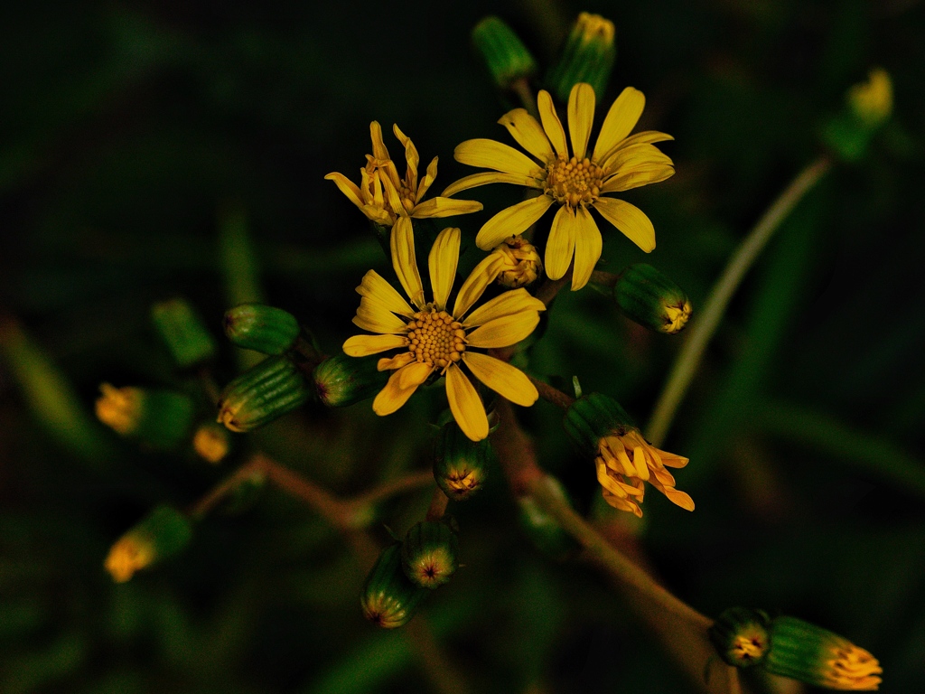 Autumn in the garden