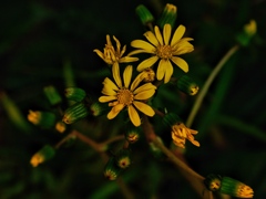 Autumn in the garden