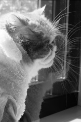 a cat
