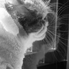 a cat