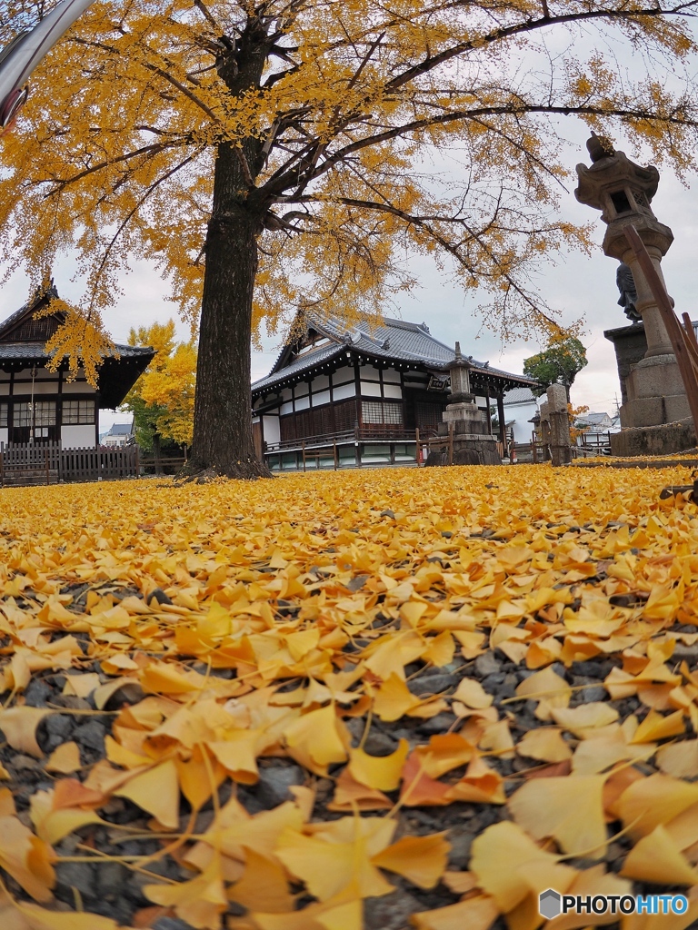 Ginkgo carpet 