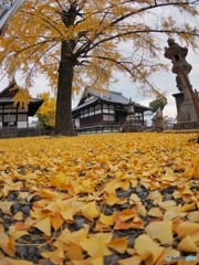 Ginkgo carpet 