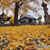 Ginkgo carpet 