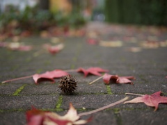 Autumn road