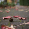Autumn road