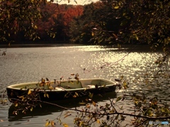 A drifting autumn boat