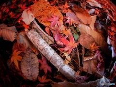 last autumn leaves