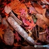 last autumn leaves