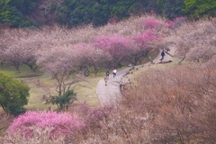 綾部山梅林