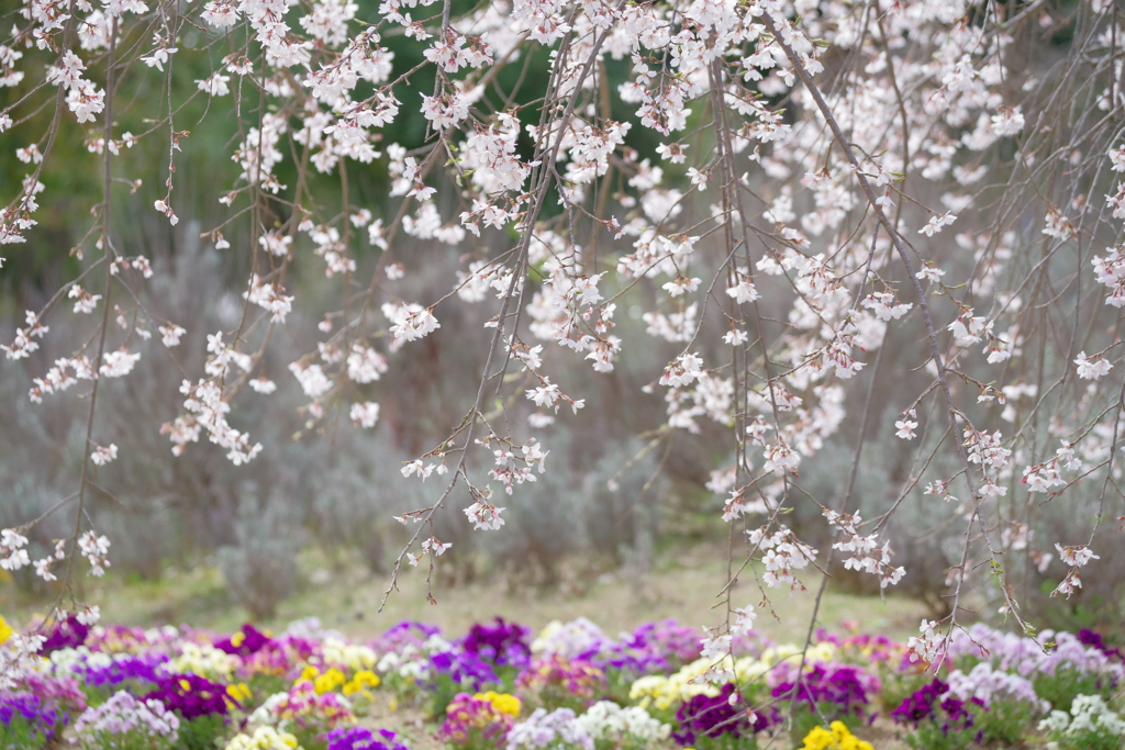 桜さく