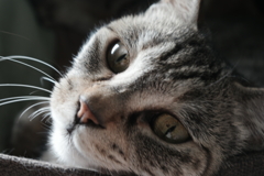 ねこ2