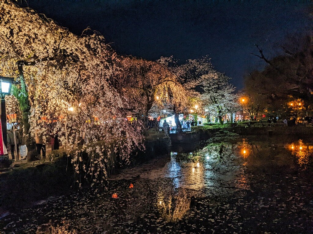 東海道を歩く　三島大社の夜桜