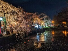 東海道を歩く　三島大社の夜桜