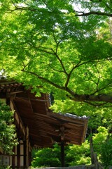 白毫寺