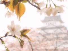 桜とお城