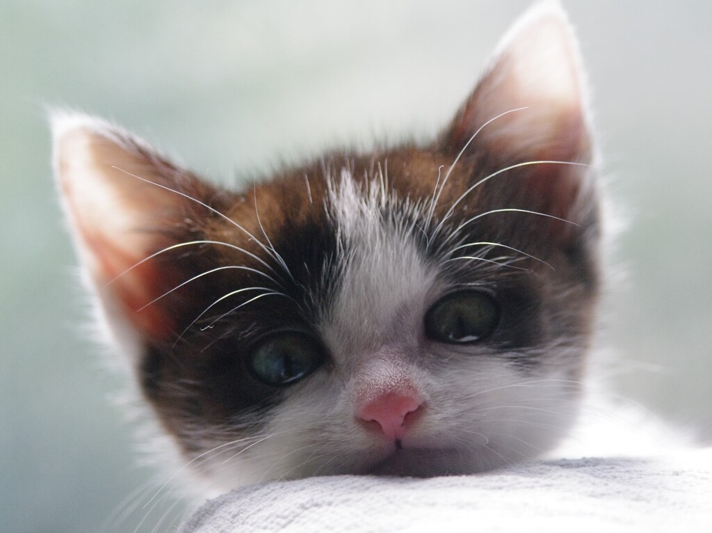 ねこ１