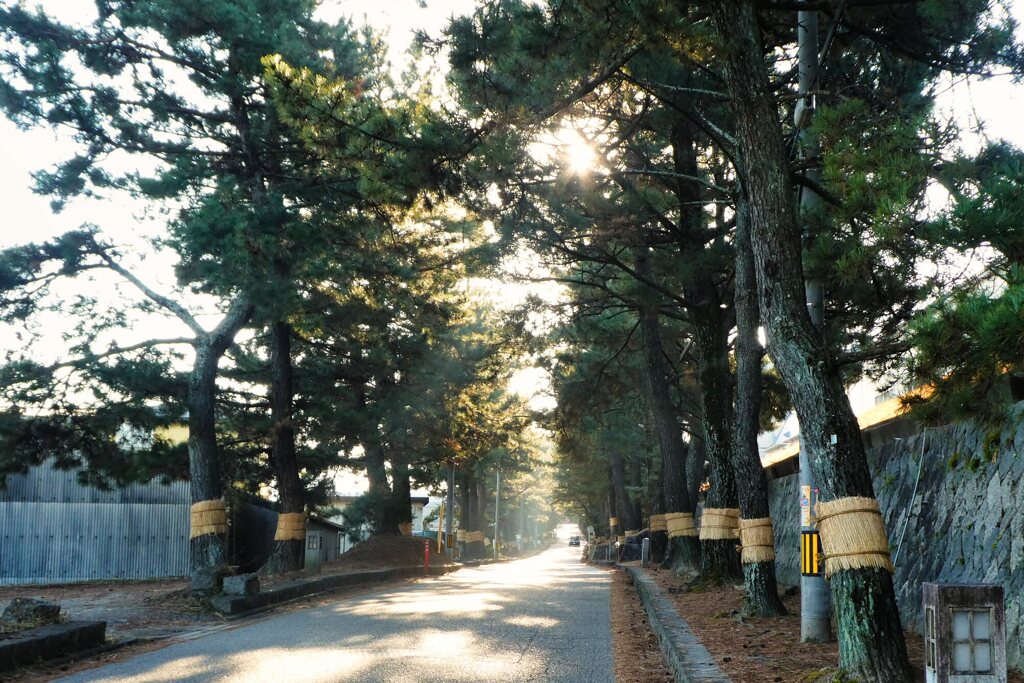東海道を歩く　藤川　松並木