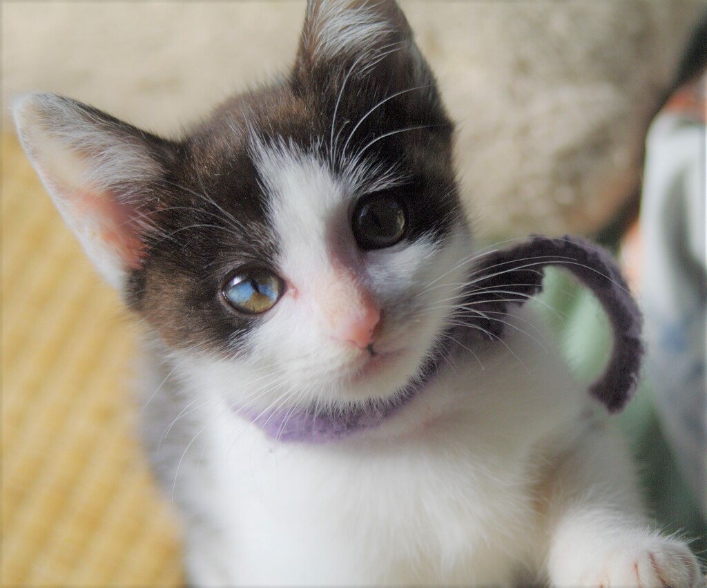 ねこ3