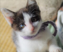 ねこ3