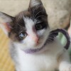 ねこ3