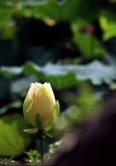 栗林公園にて02