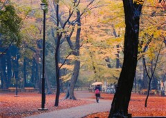 雨の井之頭公園