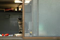 鎌先温泉の猫