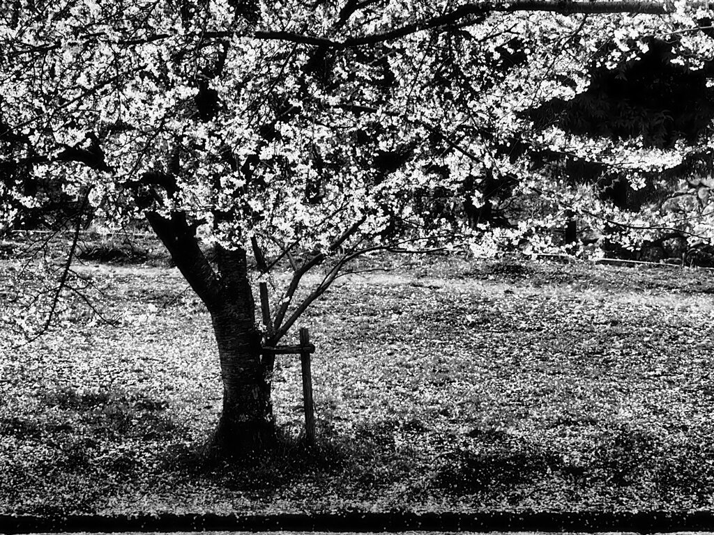 散り桜