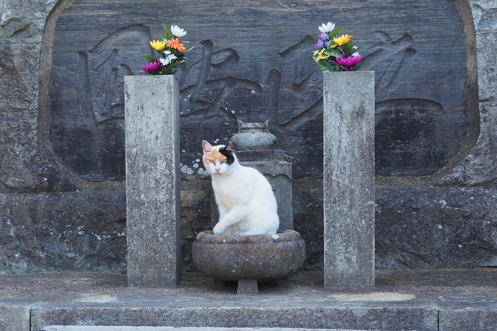 ねこ様
