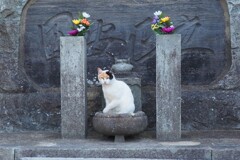 ねこ様