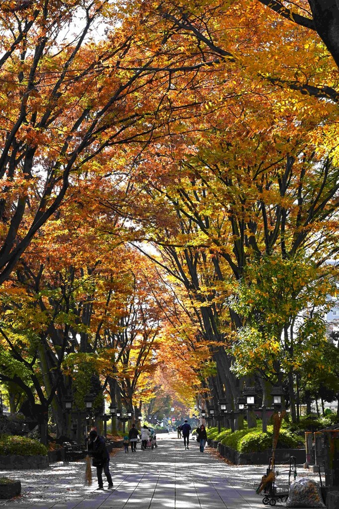 秋景（11）氷川参道