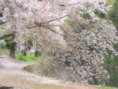 名残の桜