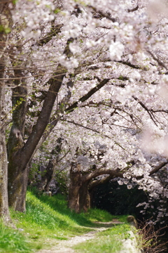 桜並木